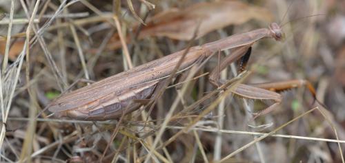 Mantis religiosa